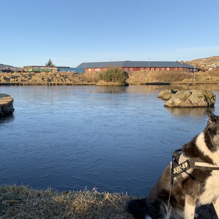 Ein einsamallur pálmi í oyðimørkini …